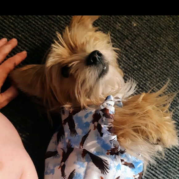 Cool little customized DoggyT-Shirts - Picture 6 of 15